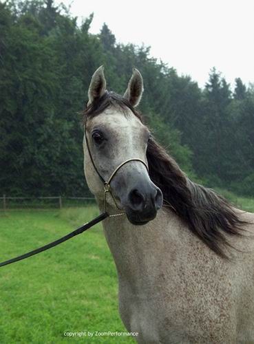 zum Pedigree von SAIRA
