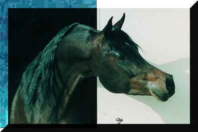 Klicken zum Pedigree Bayfyrre