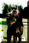jamila-97-2.jpg (23569 Byte)