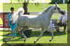 salysha_aec_mb01.jpg (253079 Byte)